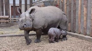 Adorable baby rhino mimicks mom after being born at safari park - Fox News